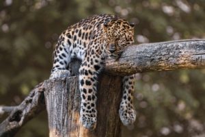 Jaguar sleeping